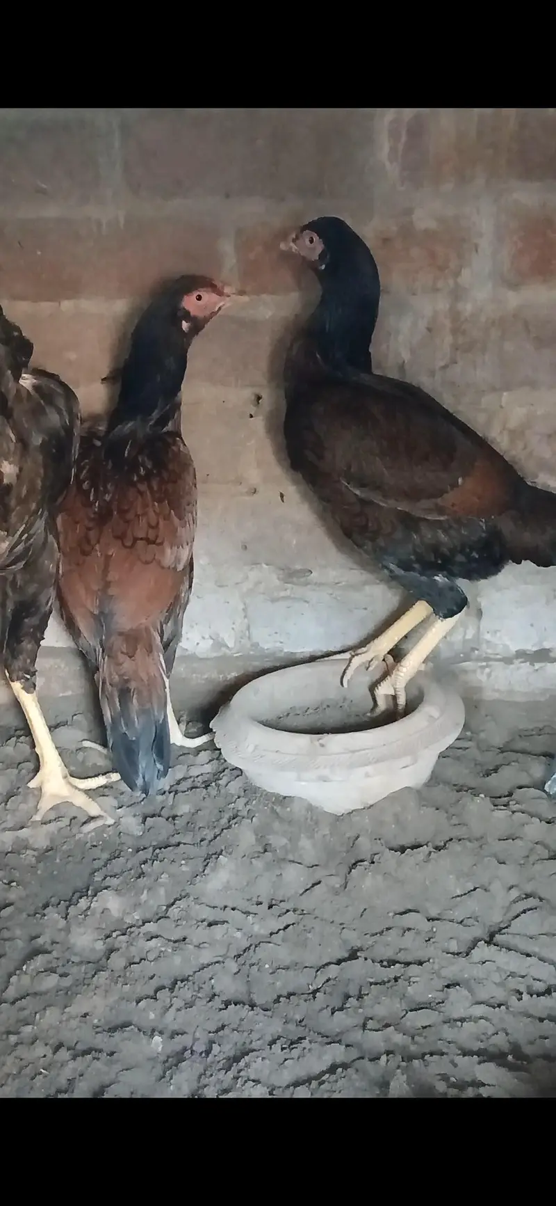 1 male and 2 female mainwali — photo 5