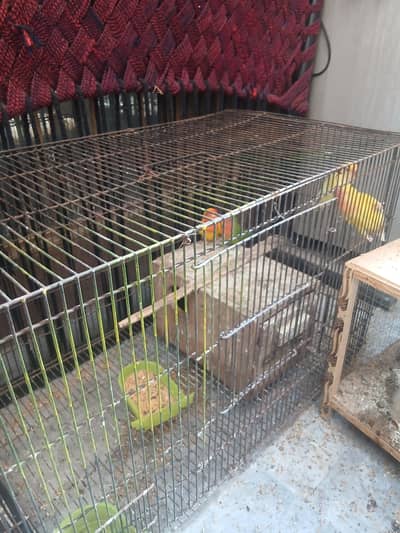 2 pairs love birds