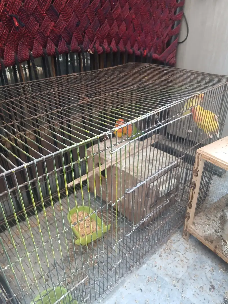 2 pairs love birds