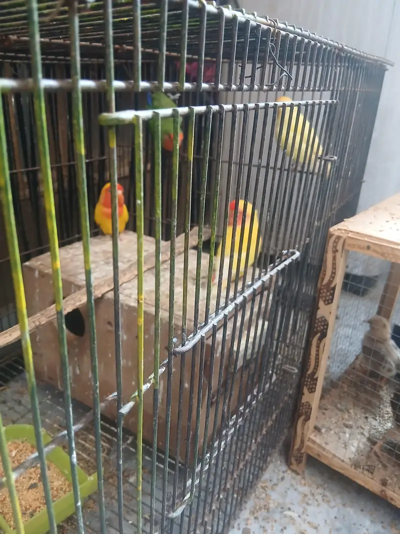 2 pairs love birds — photo 2