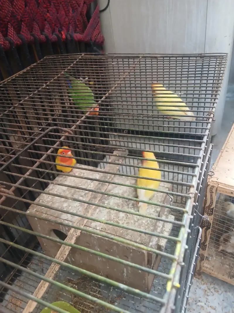 2 pairs love birds — photo 3