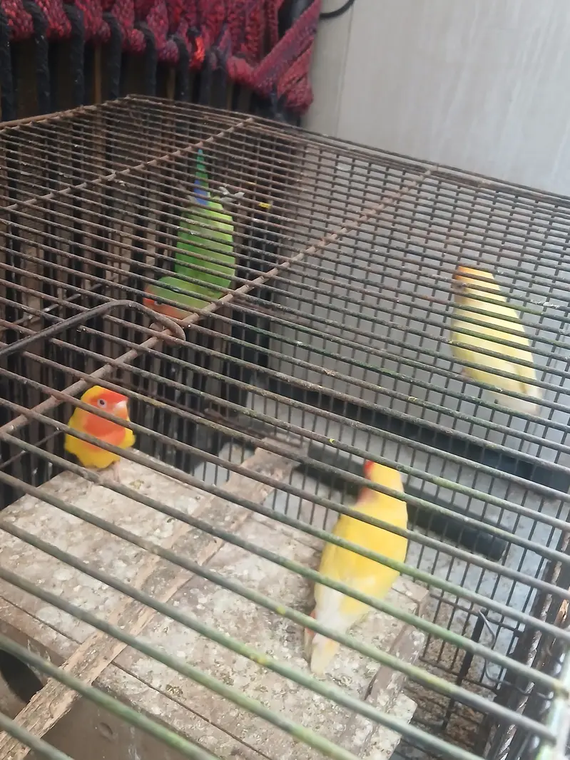 2 pairs love birds — photo 4