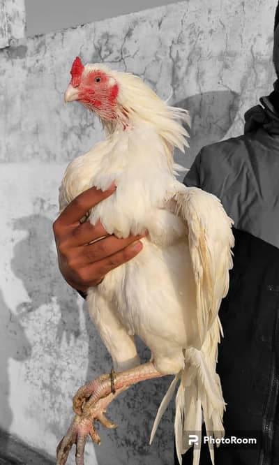 heera paper white