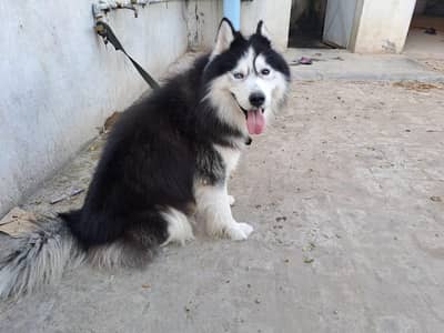 DoG Siberian husky