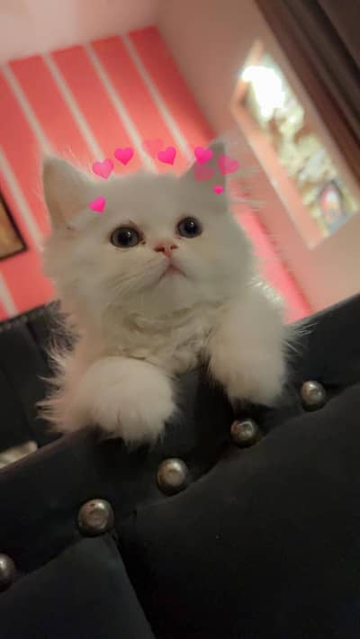 adorable kitten for sale