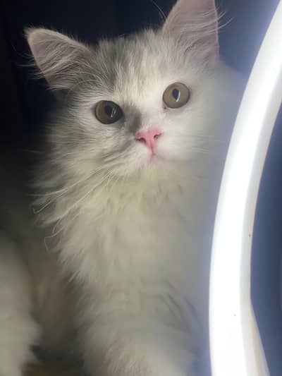 urgent sale Persian cat