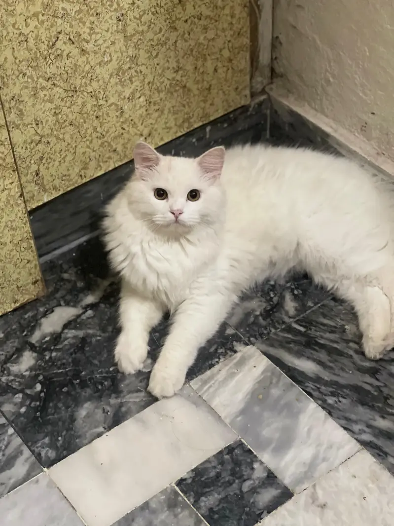 urgent sale Persian cat — photo 2
