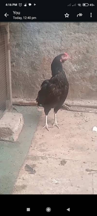 mmushka pair