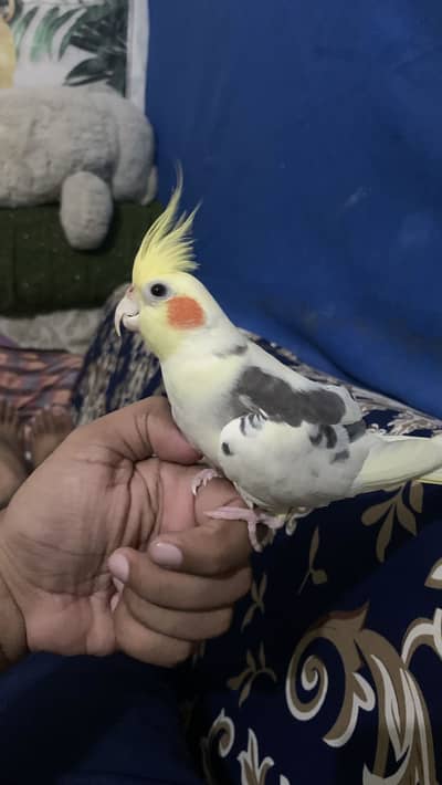 Handtame male