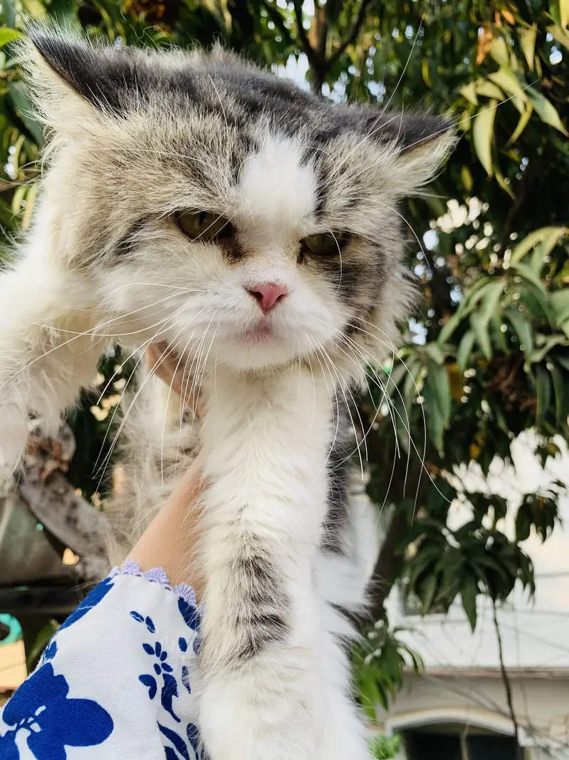 Stud Male available — photo 2