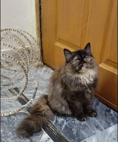 Triple coat Persian home breed | Healthy & Beautiful Persian Cat