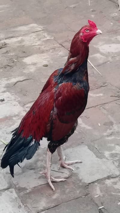 aseel murgh jisma Lena hai wahi rabta kare