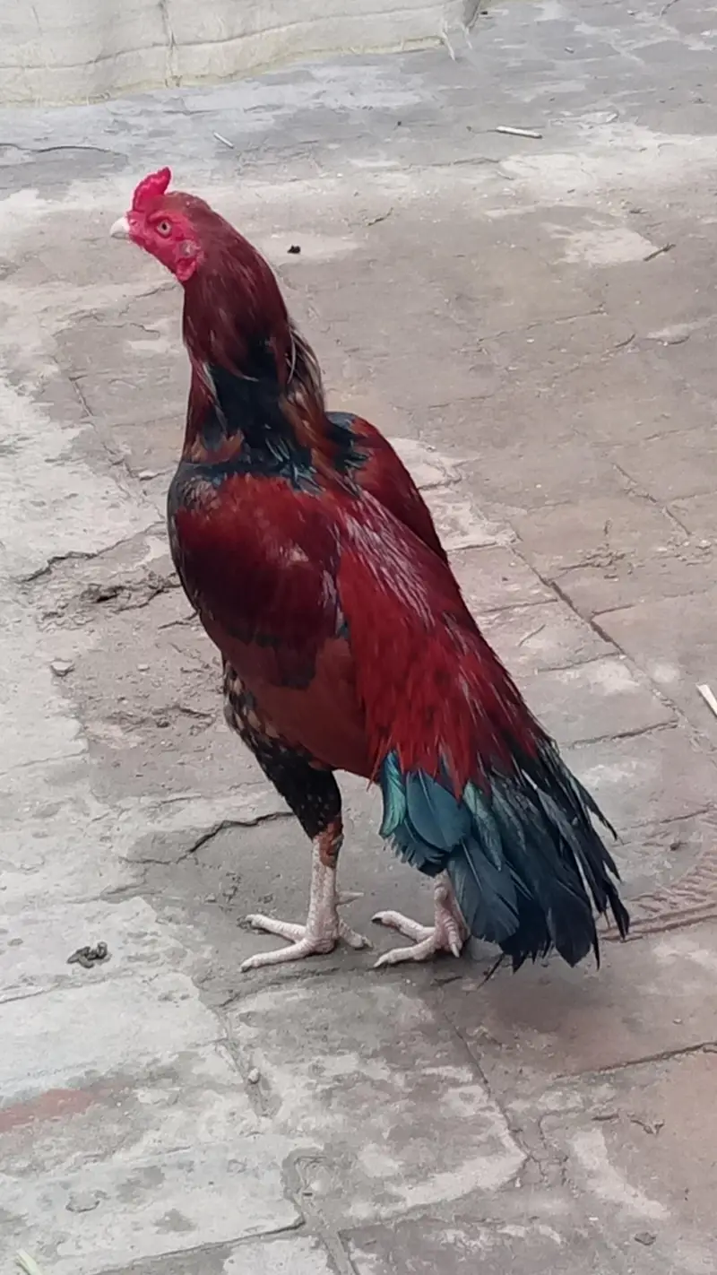aseel murgh jisma Lena hai wahi rabta kare — photo 2