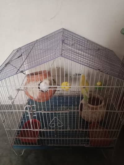 sale of parrots