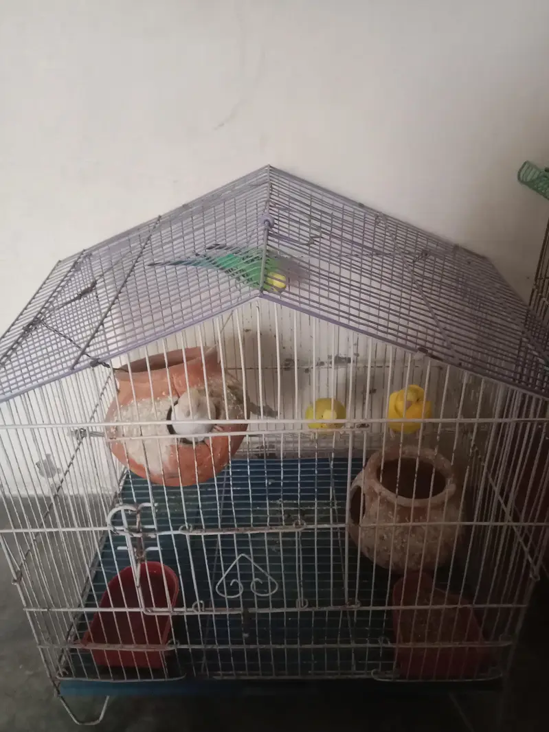 sale of parrots — photo 2