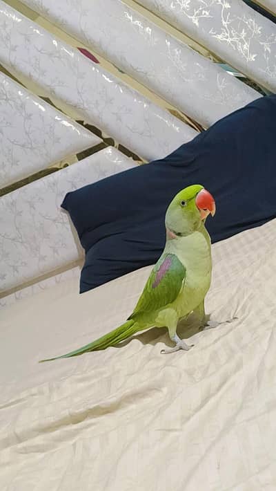 parrot