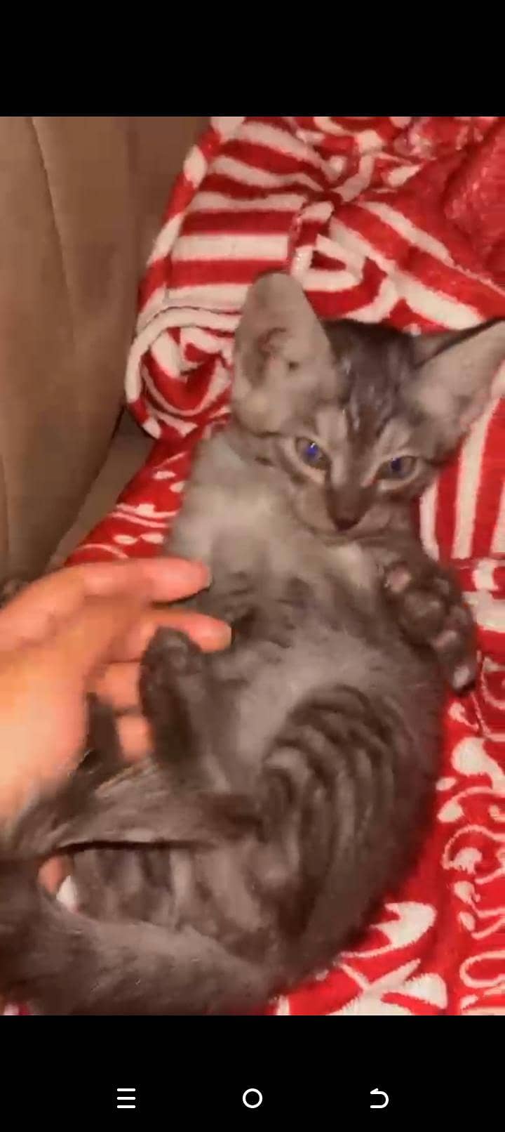 trained cat 1