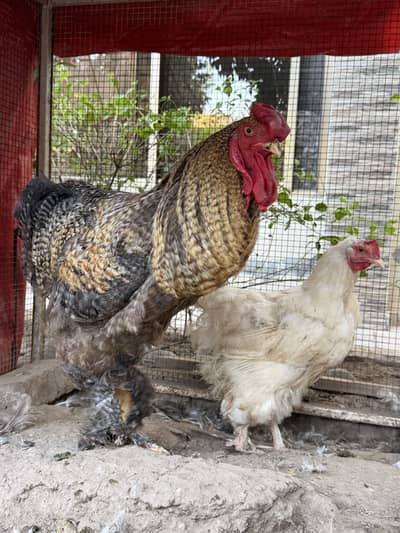 White buff females and coco barhama male