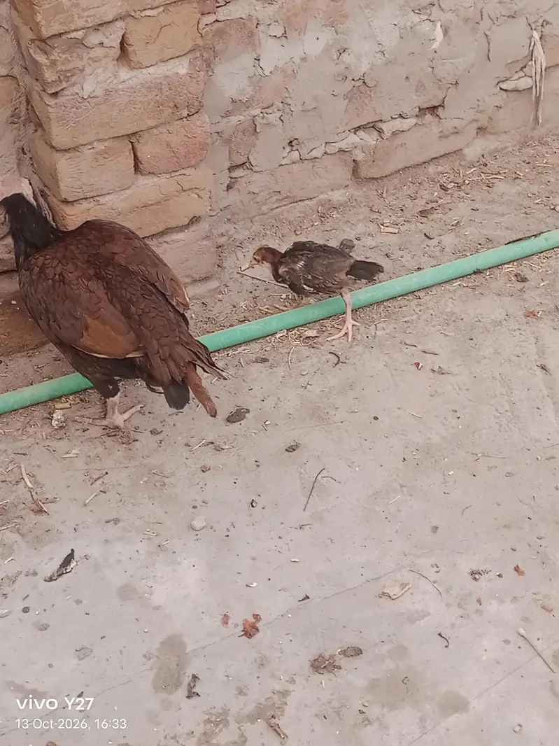 Kashif rehman — photo 2