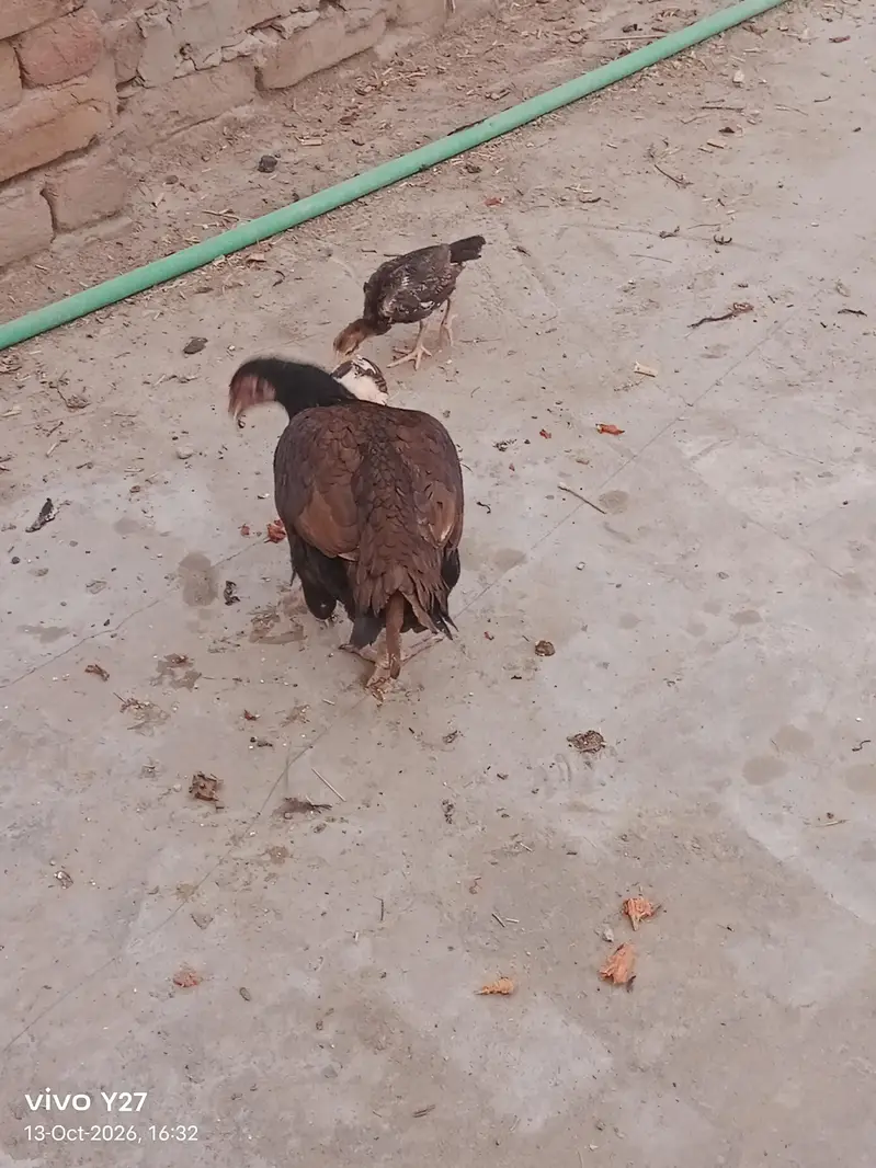 Kashif rehman — photo 3