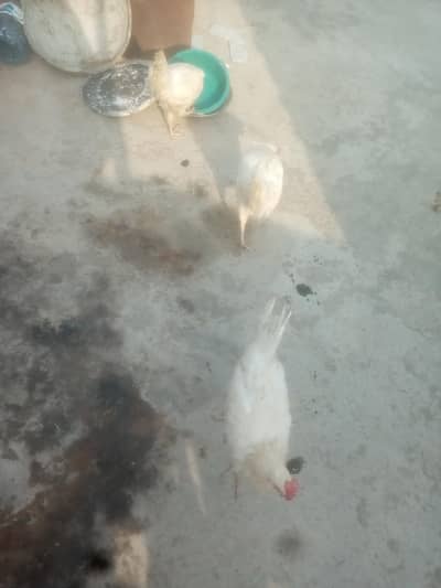 Shavour Murgiya For Sale