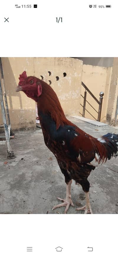 TOP QUALITY BREEDER ASEEL