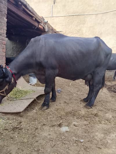Buffalo / بھینس / neli ravi cross / cow for sale