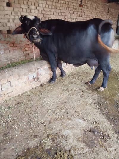 Buffalo / بھینس / neli ravi cross / cow for sale