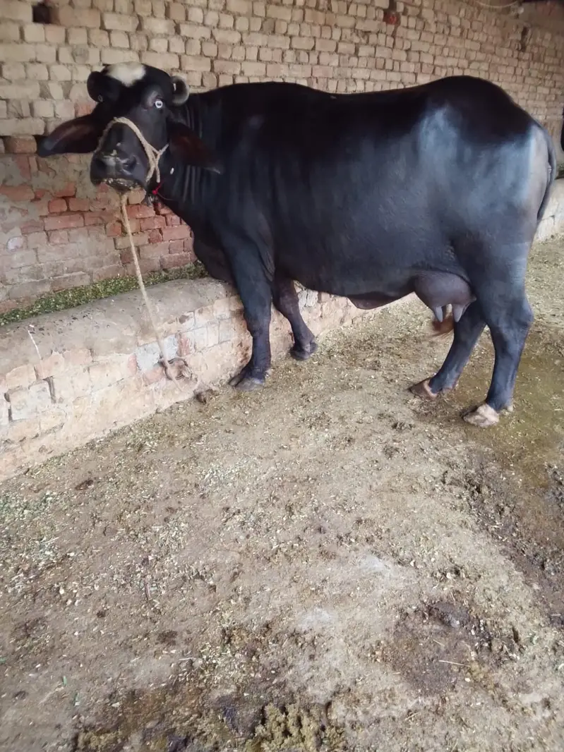Buffalo / بھینس / neli ravi cross / cow for sale — photo 2