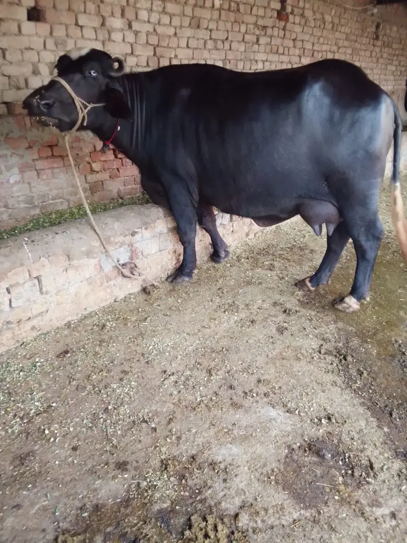 Buffalo / بھینس / neli ravi cross / cow for sale — photo 3