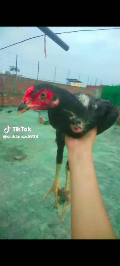 Aseel hens pair