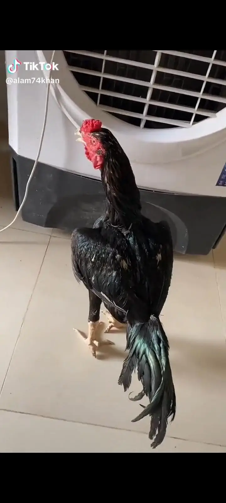 Aseel hens pair — photo 2