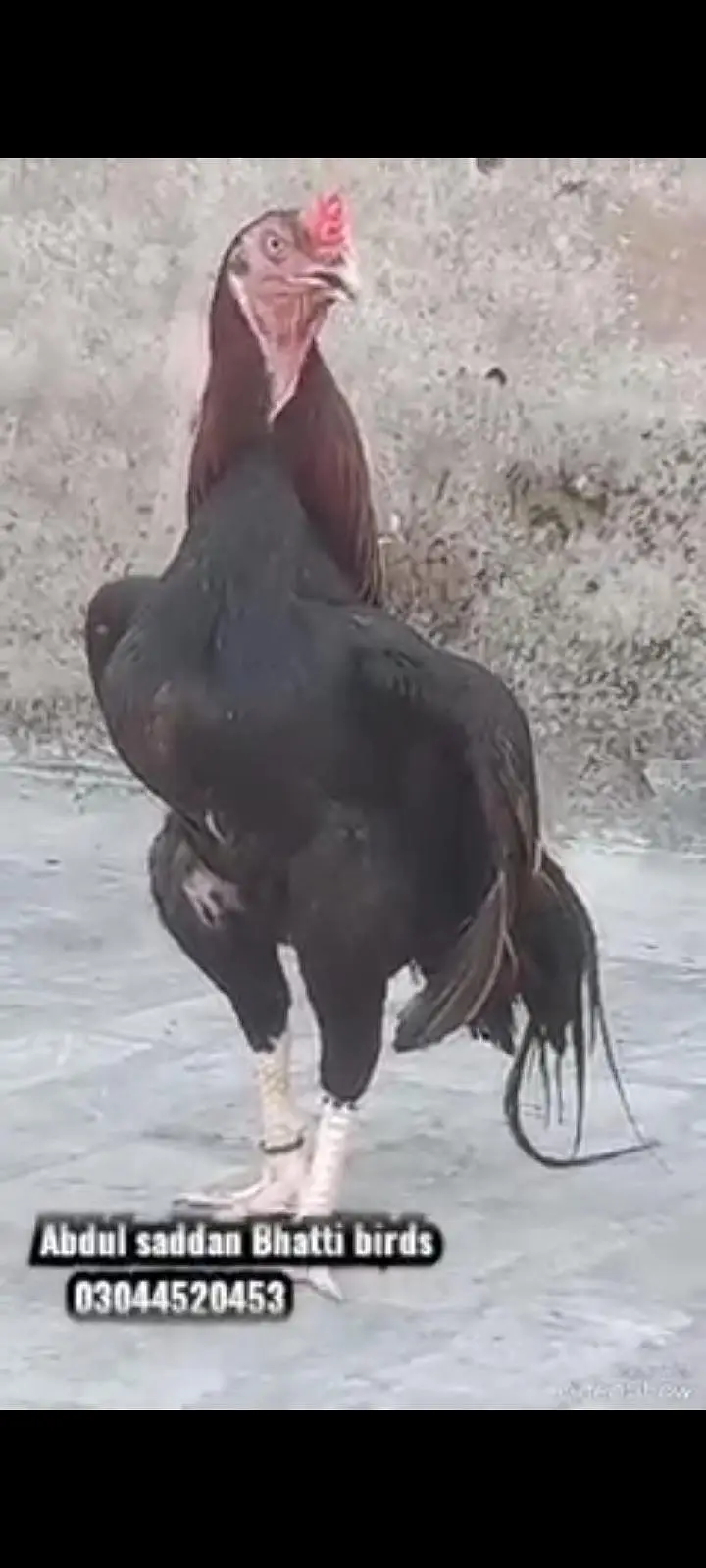Aseel hens pair — photo 3