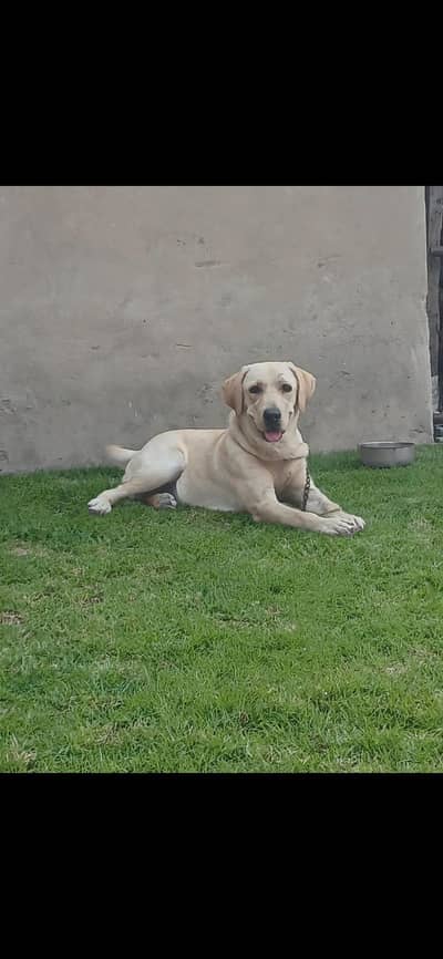 Ready for first breed or home breed
