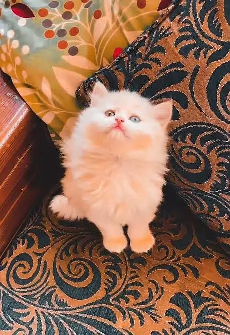 Persian Kittens |Triple Coated White Fluffy Kittens | Kittens For Sal