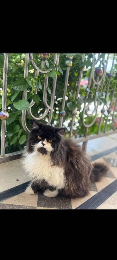Persian triple coated Male cat