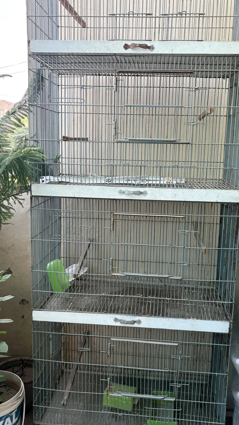 Love birds cage — photo 4