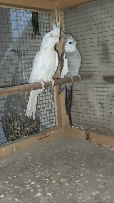 White Latino & Grey Pied Cockatiel
