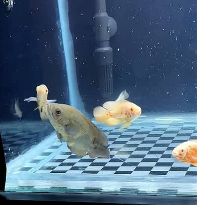 tiger oscar and albino oscar for sale