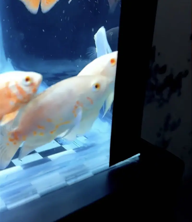 tiger oscar and albino oscar for sale — photo 3