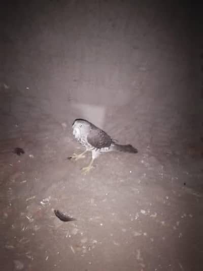 healty Active bird