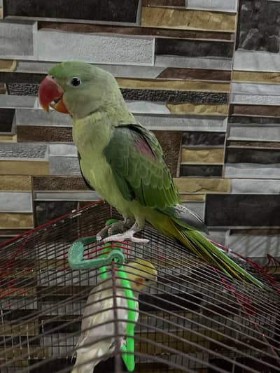 Alexanderia parrot highly active and playful hand tamed