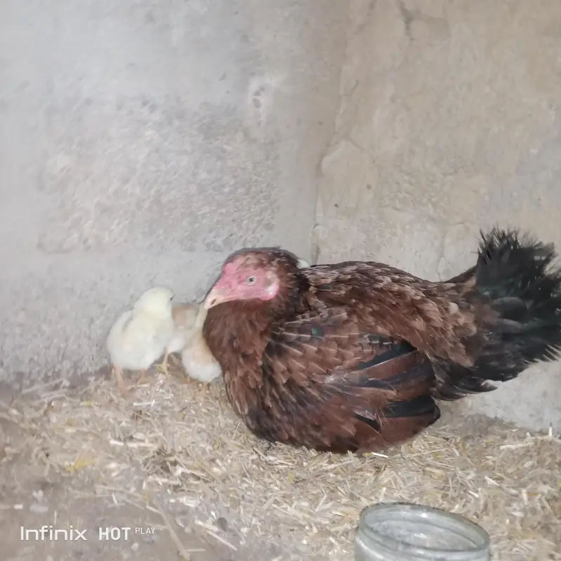 aseel murghi & 11 chiks — photo 2