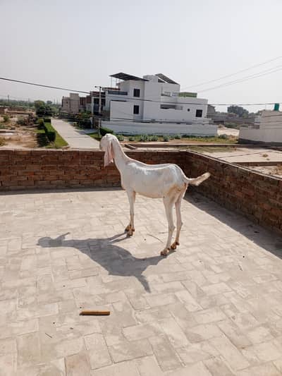 Rajan puri Bakri 2 Mail kids