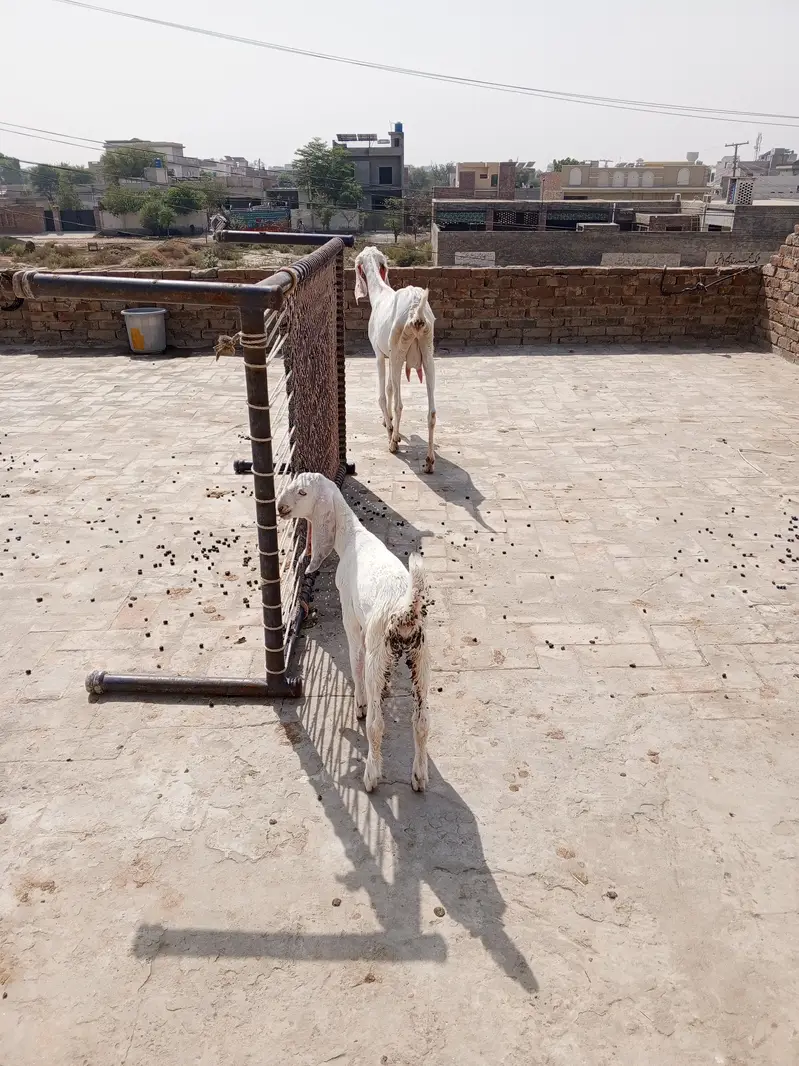 Rajan puri Bakri 2 Mail kids — photo 2