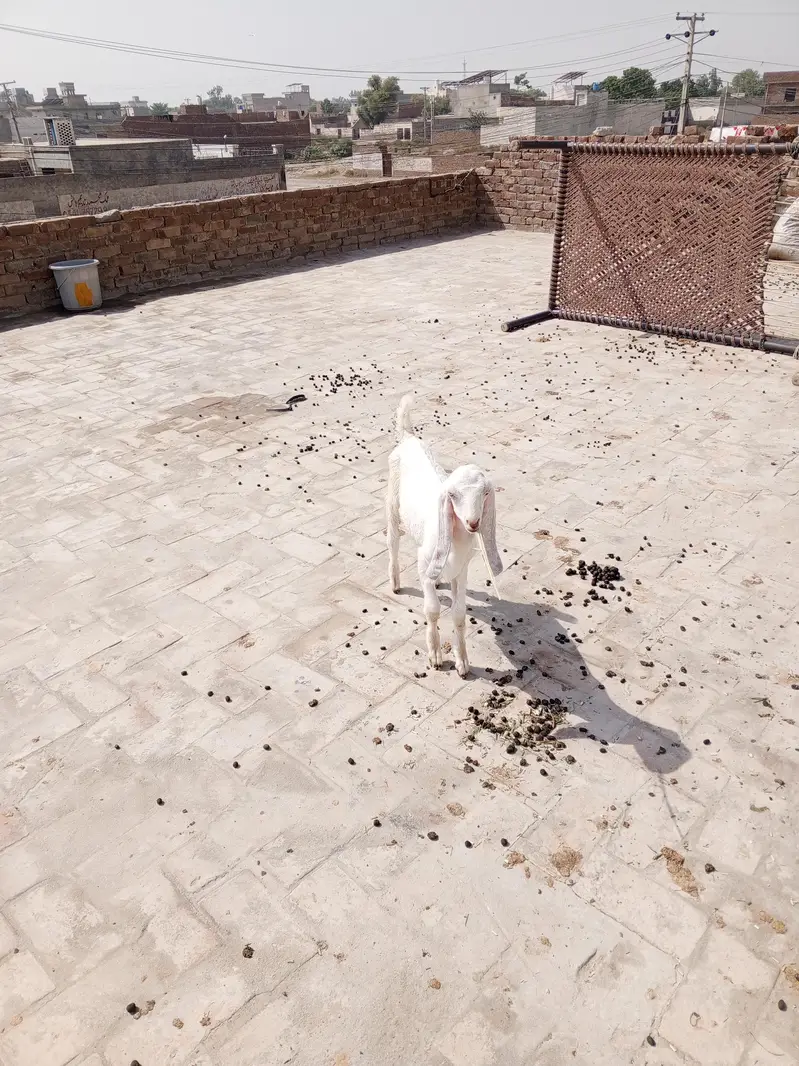Rajan puri Bakri 2 Mail kids — photo 3