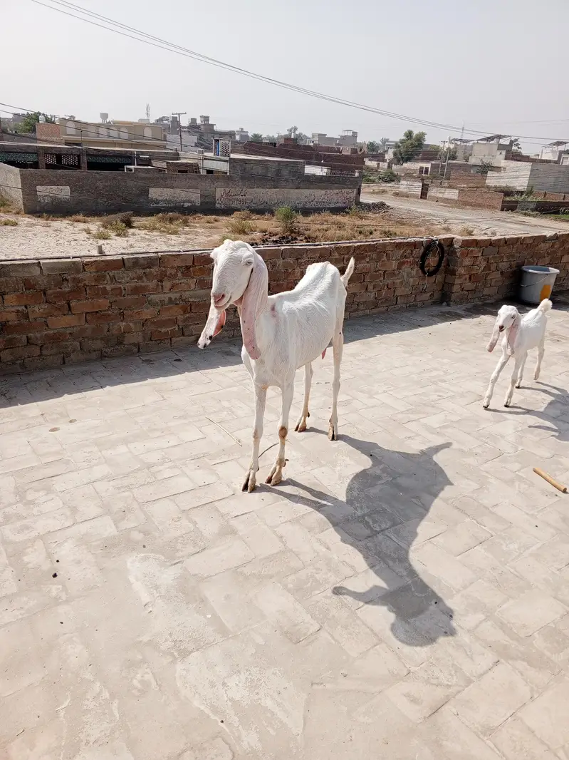 Rajan puri Bakri 2 Mail kids — photo 4