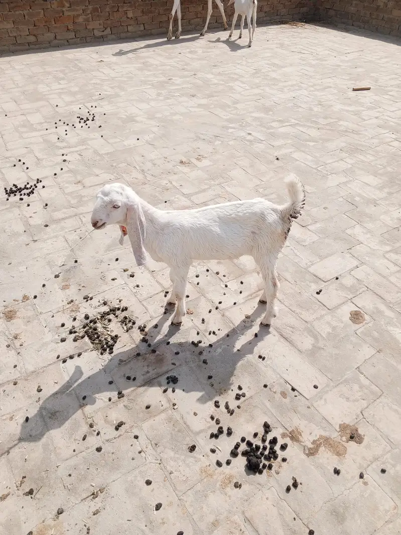 Rajan puri Bakri 2 Mail kids — photo 5