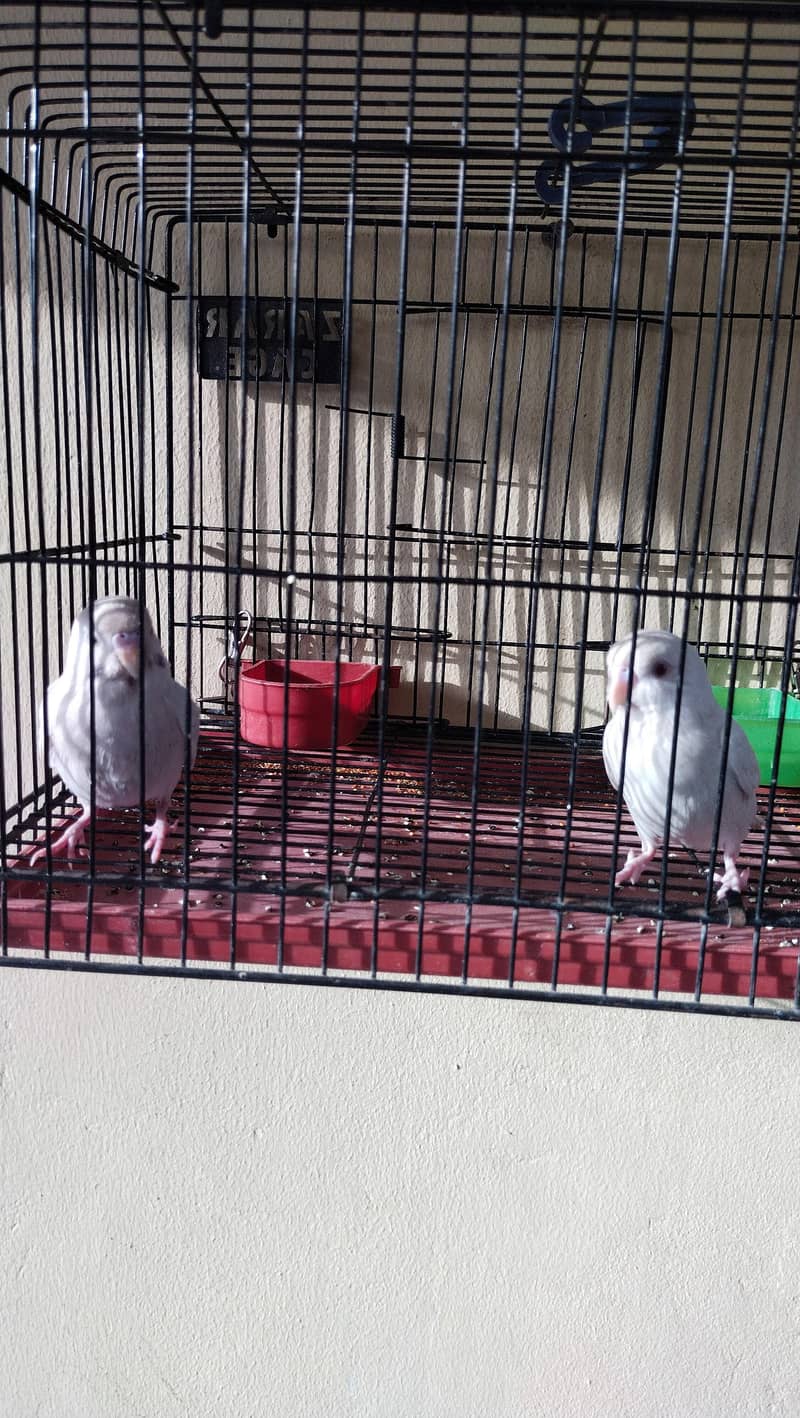 teetar and budgie chicks pair 6