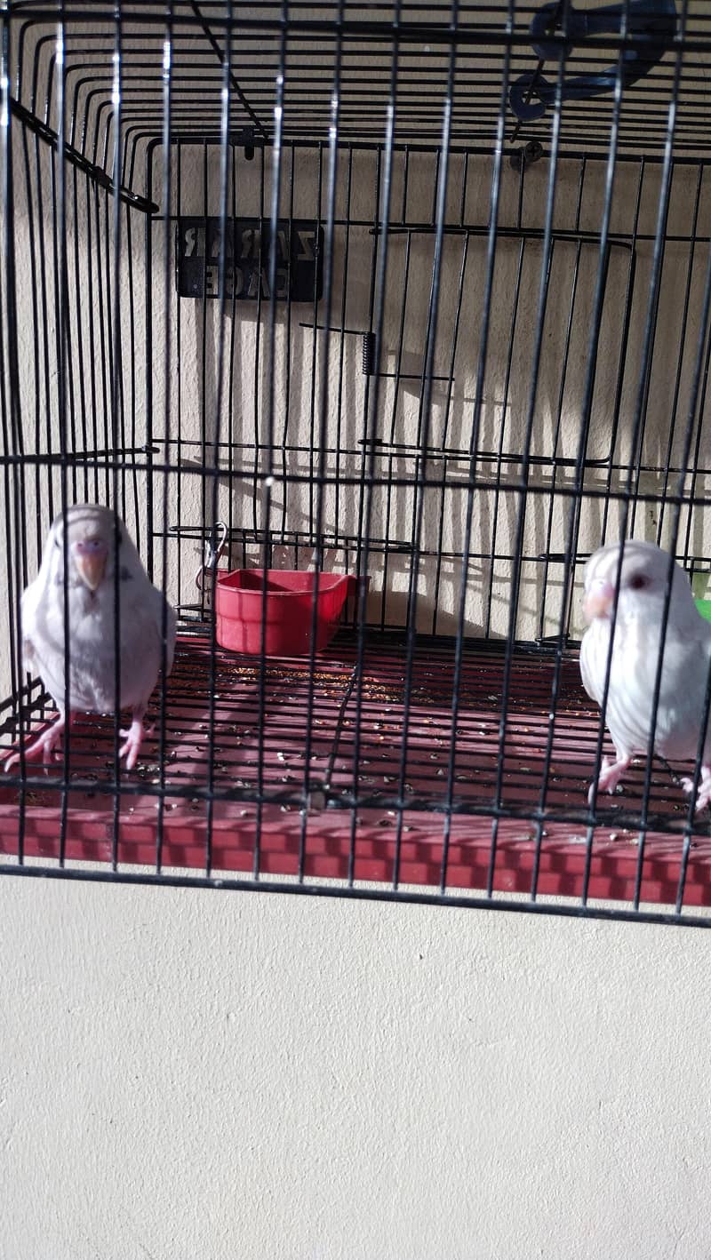teetar and budgie chicks pair 7